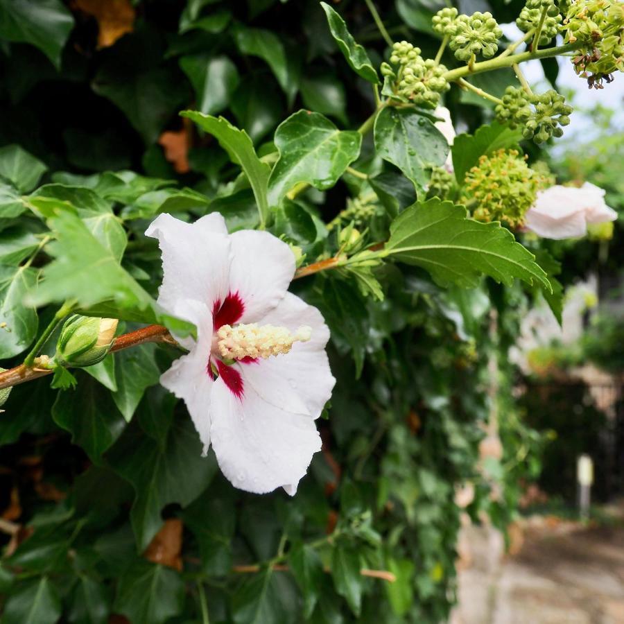 L'Evidence Bed & Breakfast Prades  Bagian luar foto